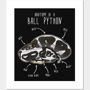 Anatomy of an Axanthic Ball Python Posters and Art